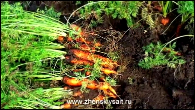 Когда выкапывать морковь и свеклу и как их хранить 