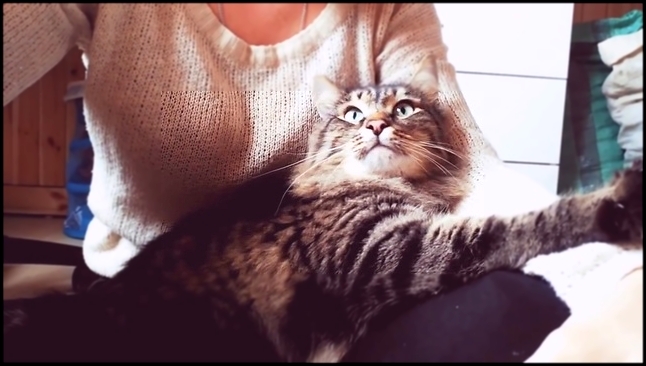 Кот нереально соскучился по хозяйке - видеоклип на песню