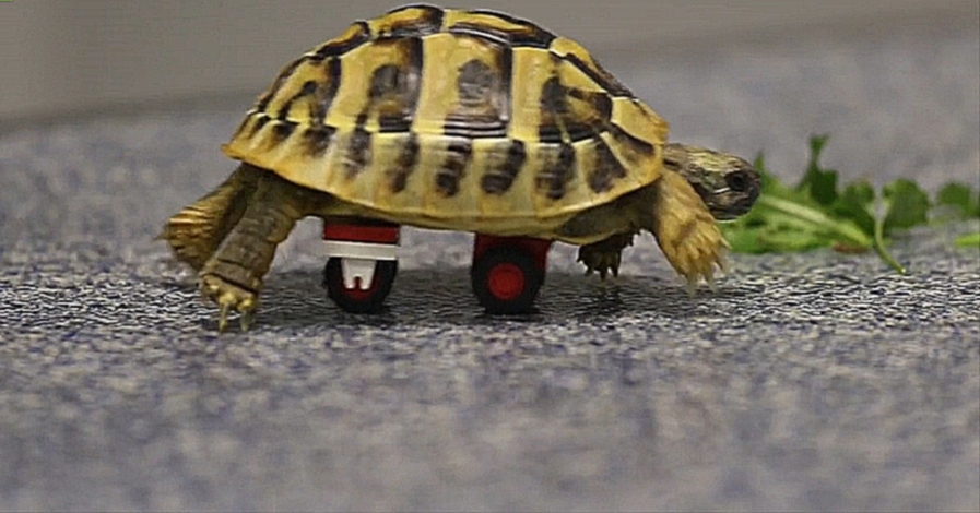 Черепаха на колесиках Lego - видеоклип на песню