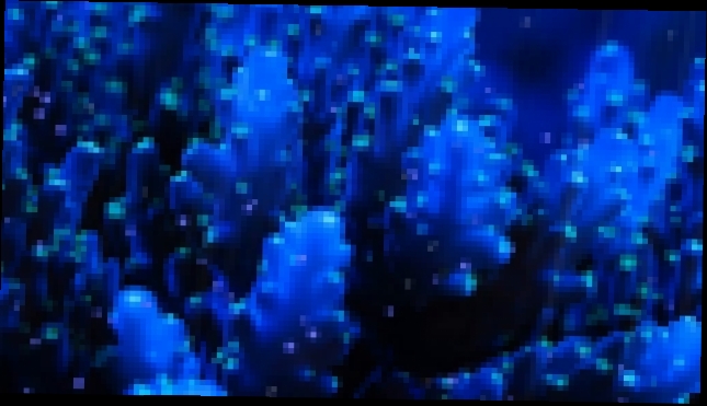 Заставка "Голубые Кораллы" 