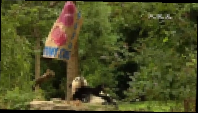 Годовалый детёныш панды отметил первый день рождения в зоопарке Вашингтона - видеоклип на песню
