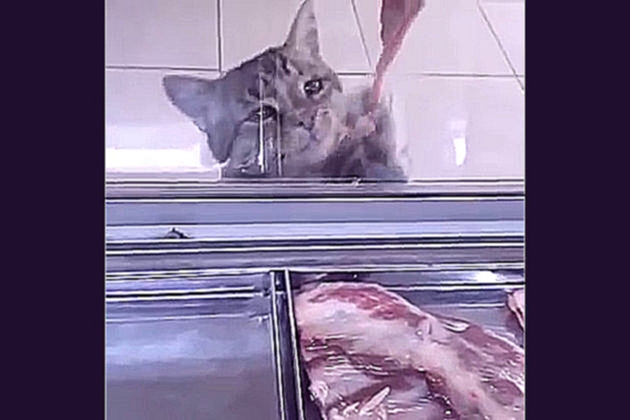 Кот в мясном магазине 