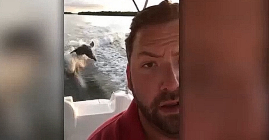 Дельфины пытаются влезть в селфи - видеоклип на песню
