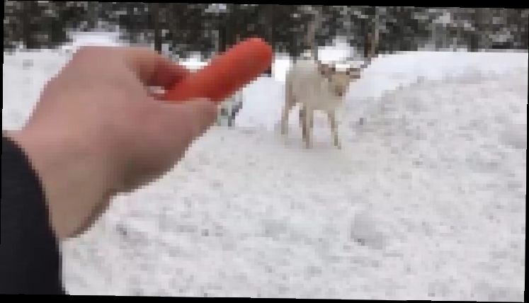 Канадец подкормил редкого оленя-альбиноса своей морковкой 