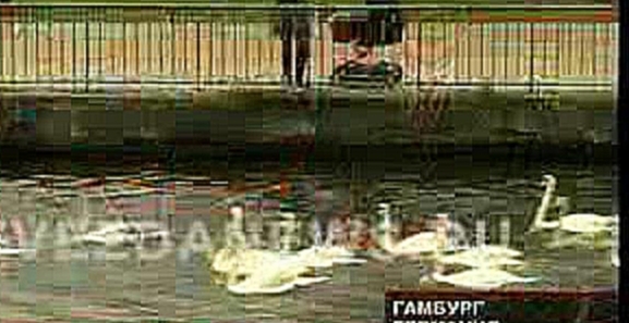 Белые лебеди на каналах Гамбурга. Птицы отправляются на «лет - видеоклип на песню