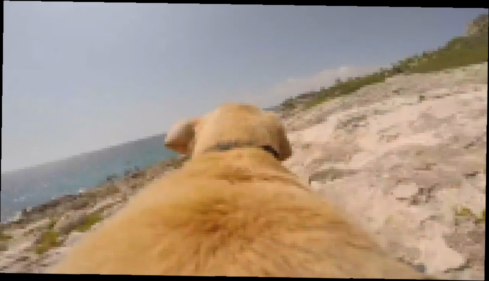 Пёс бежит купаться - видеоклип на песню