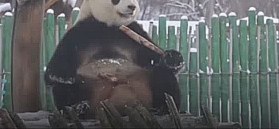 Панда радуется первому снегу - видеоклип на песню