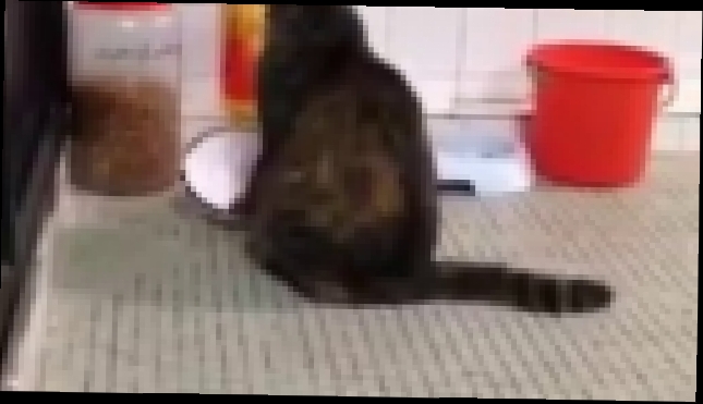 кот требует еду - видеоклип на песню