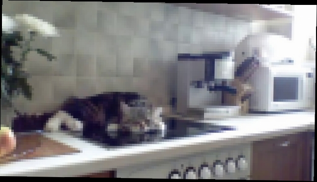 Говорящий кот Никифор - видеоклип на песню