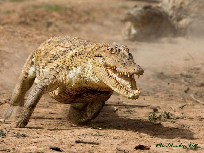 Баха 84 Крокодил