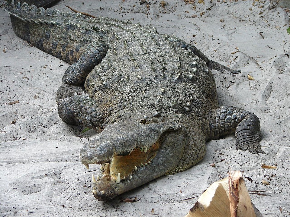 Крокодил 8 Марта
