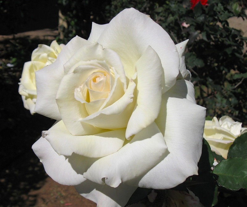 Магамед Алмазов С букетом белых роз