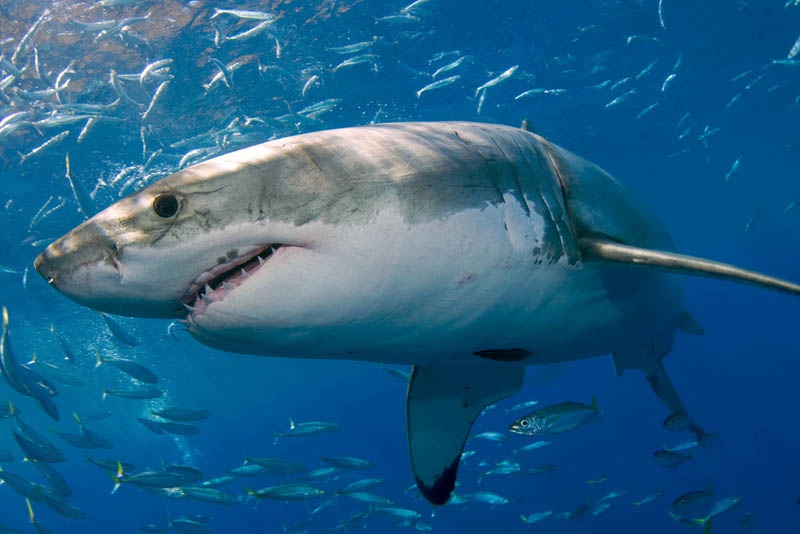 Неизвестен Баллада  белой акулы