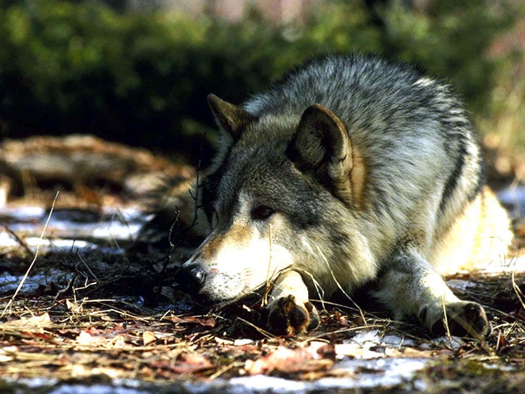 Серёга Уральский (Лащёв) Одинокий волк