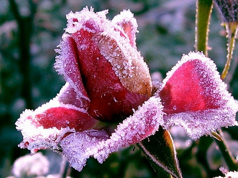 Vasюта & Сладкий сон Снег на розах