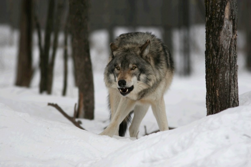 Валерий Козьмин Одинокий волк