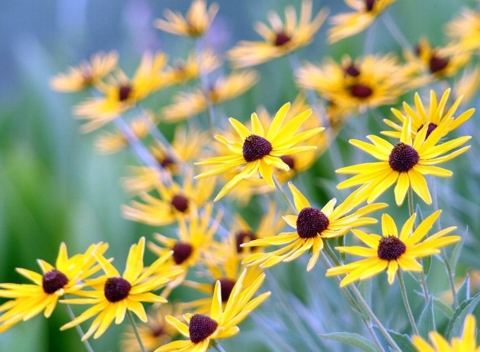 Виктория Лаванда(Ярина Тайя) Желтые цветы